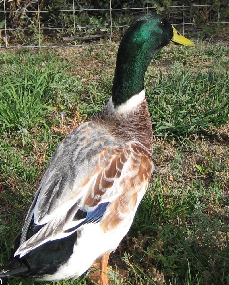 (6) Fertile Duck hatching Eggs - Welsh Harlequin