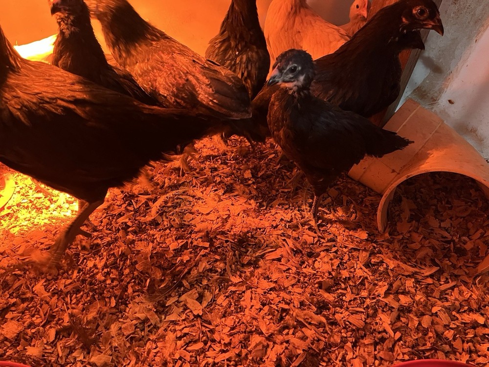 Brugse Vechter 100% PURE Hatching Eggs 12+ Hatching