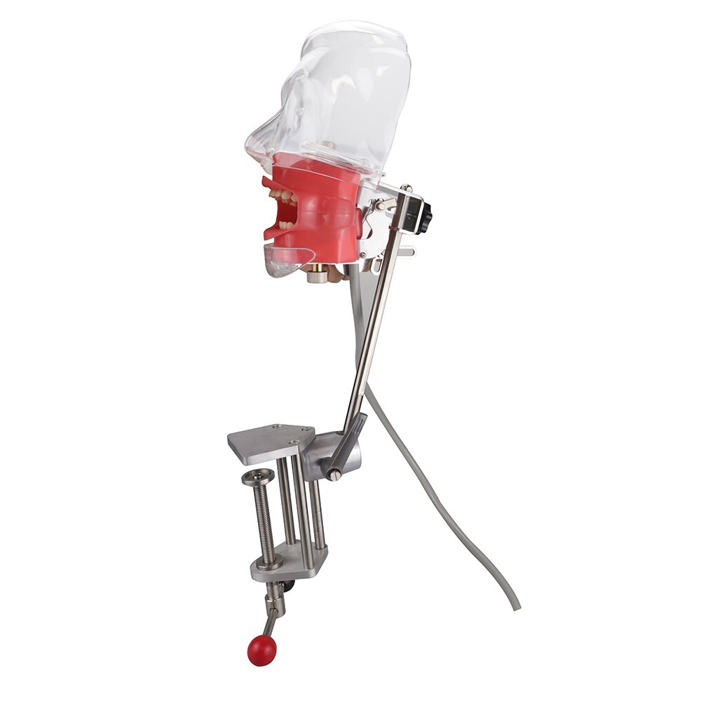 Dental Simulator Mannequin Head Teeth Model Teaching Practicing Head Mold desk