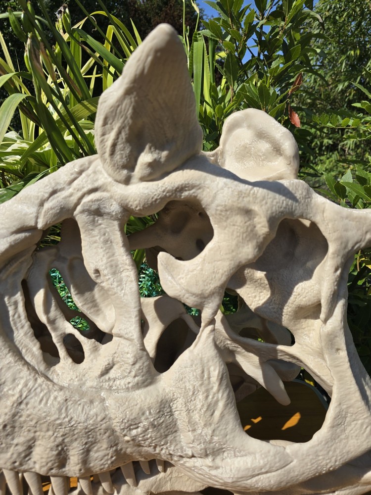 Life-size CARNOTAURUS skull Replica, Fossil