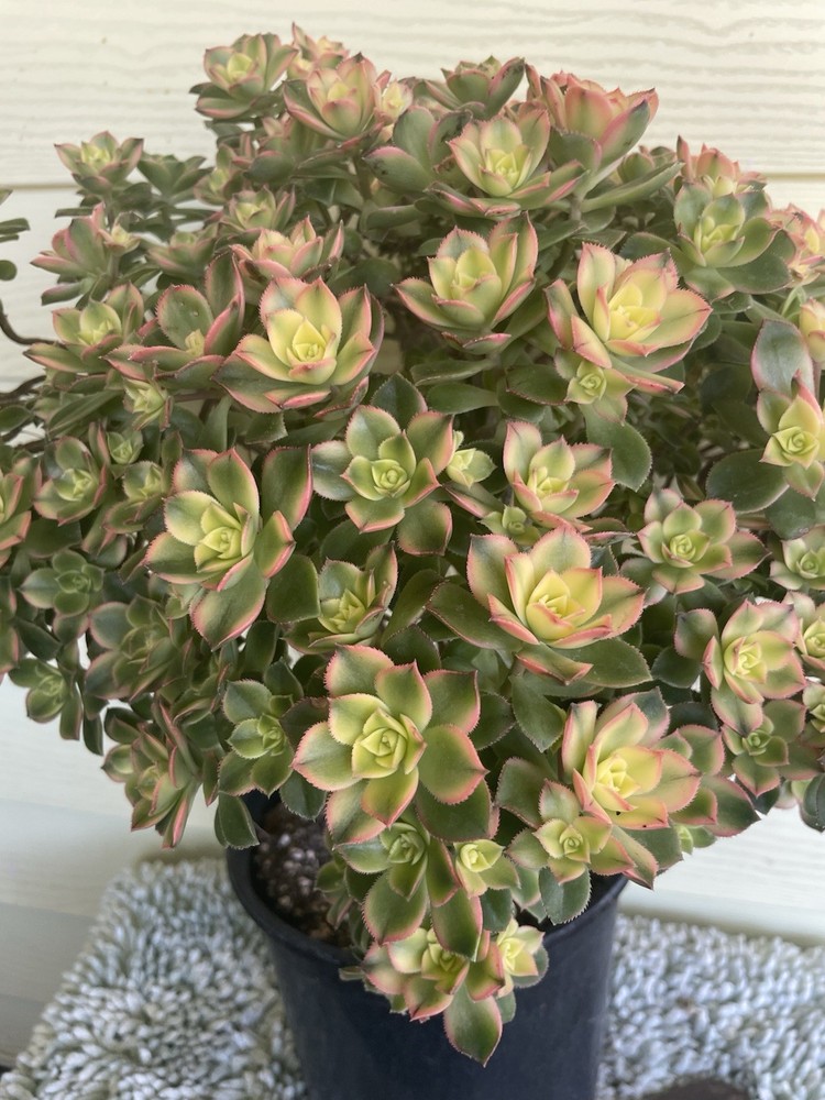 Bonsai Tree Aeonium Kiwi Tree Ship With Bare Rooted