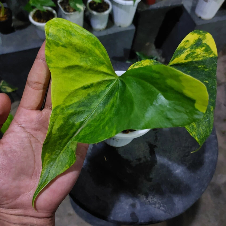 Anthurium Pterodactyl Variegated Free Phytosanitary