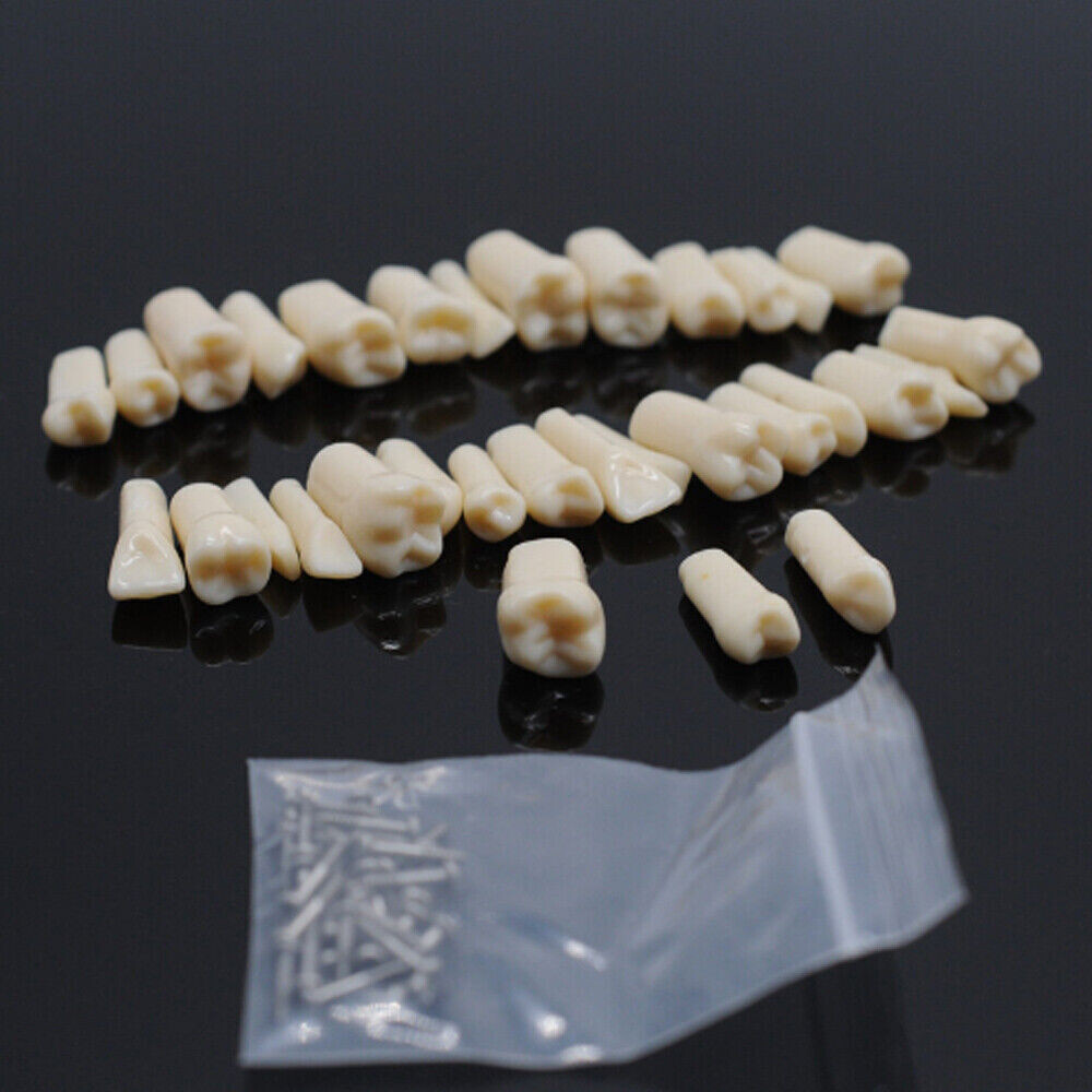 Dental Screw-in 32 Teeth Grain Typodont Model Replacement Fits Kilgore 200 Type