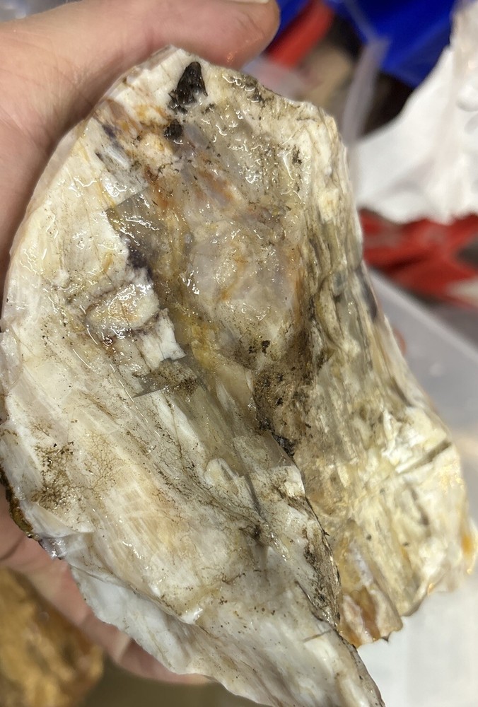 Silver Creek Junction petrified wood
