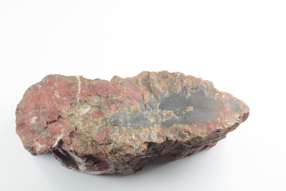 Petrified Wood Circle Cliffs Utah Polished