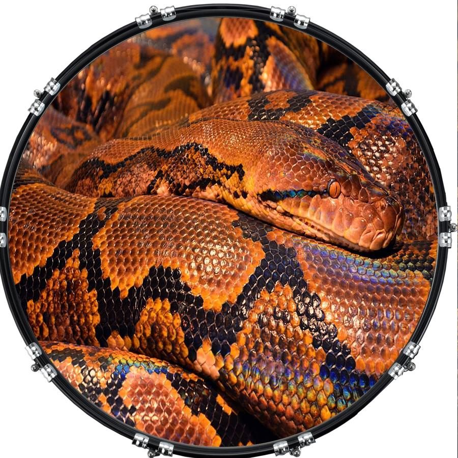 Aquarian 22" Kick Bass Drum Head Graphical Image Front Skin Snake Python 1