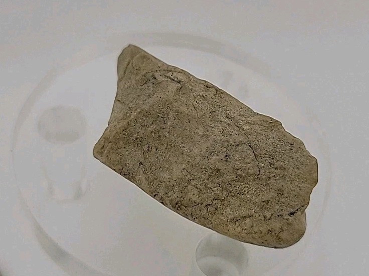 Fossil Dinosaur Permineralized Tooth T-rex 🦖