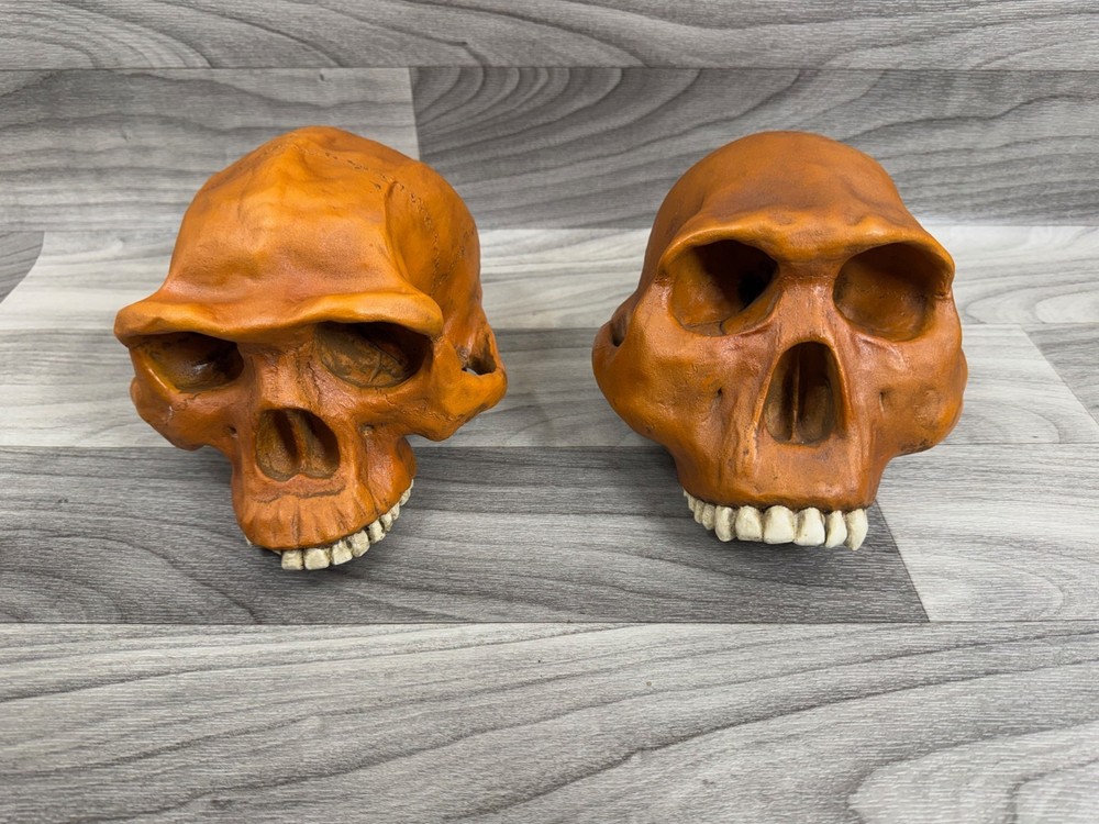 PREHISTORIC CERAMIC SKULLS LOT - NEANDERTHAL CRANIUM HEAD