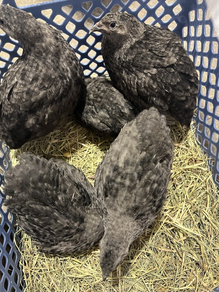 20++ All Black Coturnix Quail Hatching Eggs NPIP & PT tested