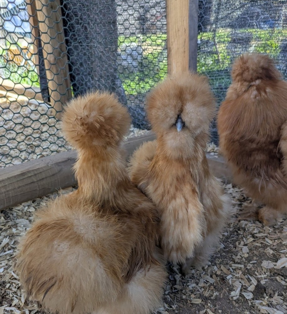 12+ Quality Buff Silkie Eggs NPIP