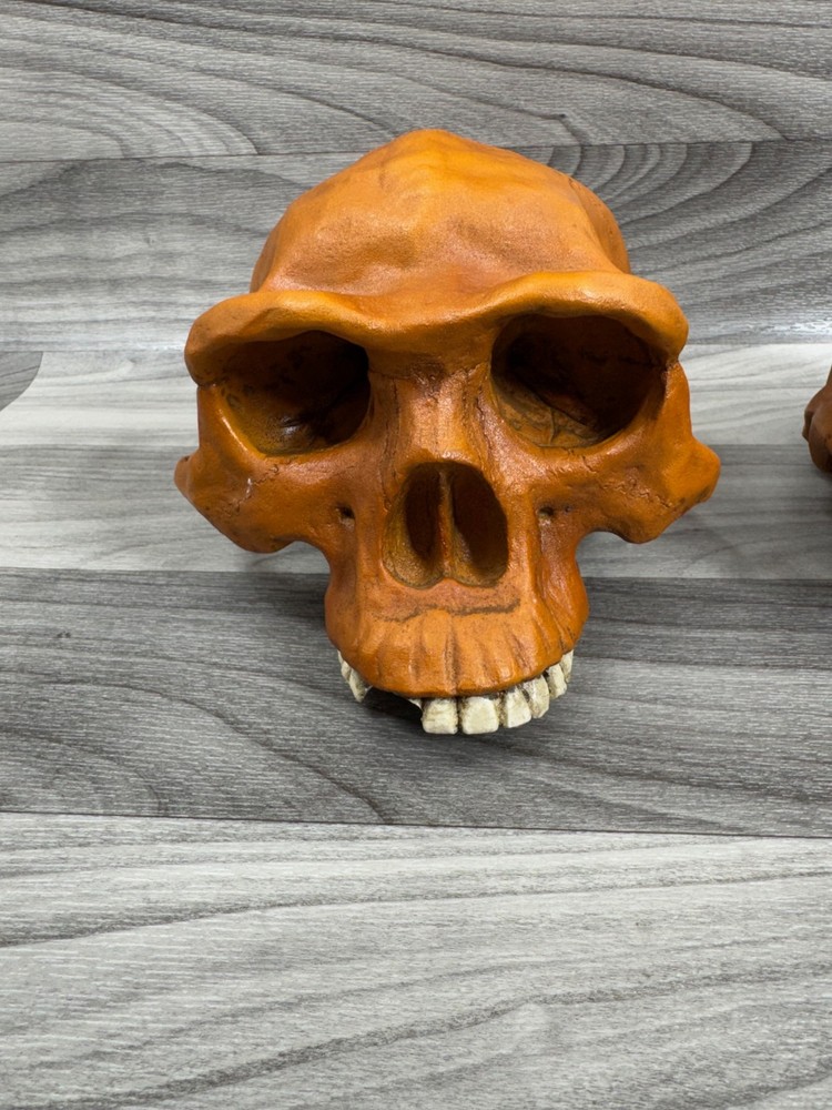 PREHISTORIC CERAMIC SKULLS LOT - NEANDERTHAL CRANIUM HEAD