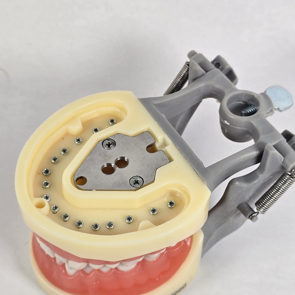 Student Dental Teeth Form, DM-200G, UN Branded