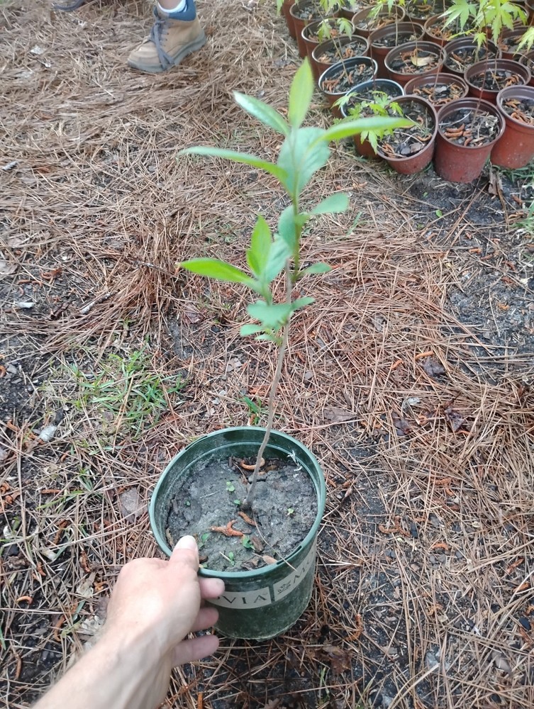 American Persimmon Tree, 1 Gallon Pot.