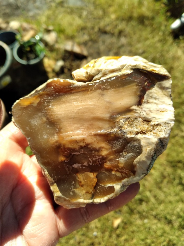 Agatized Wood (New Mexico), It Fluorescent Under UV Light