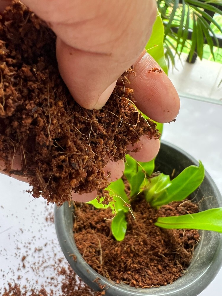 Coconut Coir, Coco Peat Compost, Organic Soil Media Hydroponics Substrate