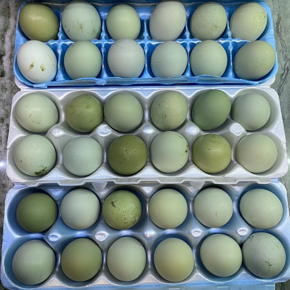 12+ Blue, Green/olive Hatching Chicken eggs