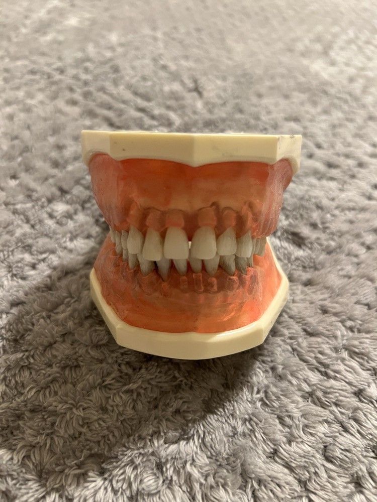 Periodontics Educational Dentoform!