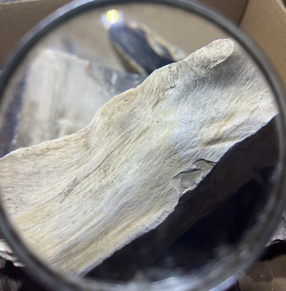 Petrified wood slab & random chunks