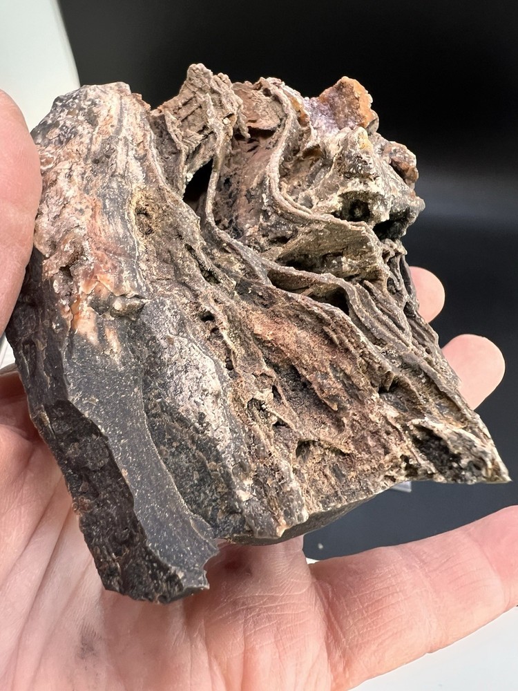 Ball Ranch Petrified Wood D3