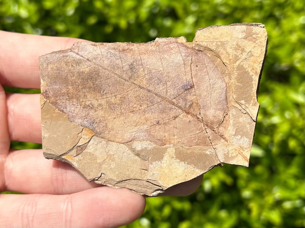 Leaf Fossil Matrix McAbee Shale Canada NICE Eocene Leaves Cache Creek Kamloops