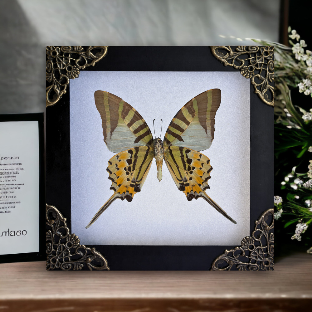 Real Framed Butterfly Five-bar Swordtail Graphium antiphates Gothic Home Decor