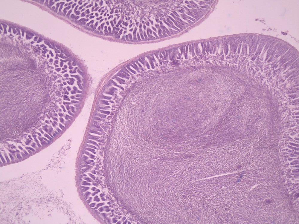 ABGIL Echinodermata Slides. Slides of various Micro Organisms