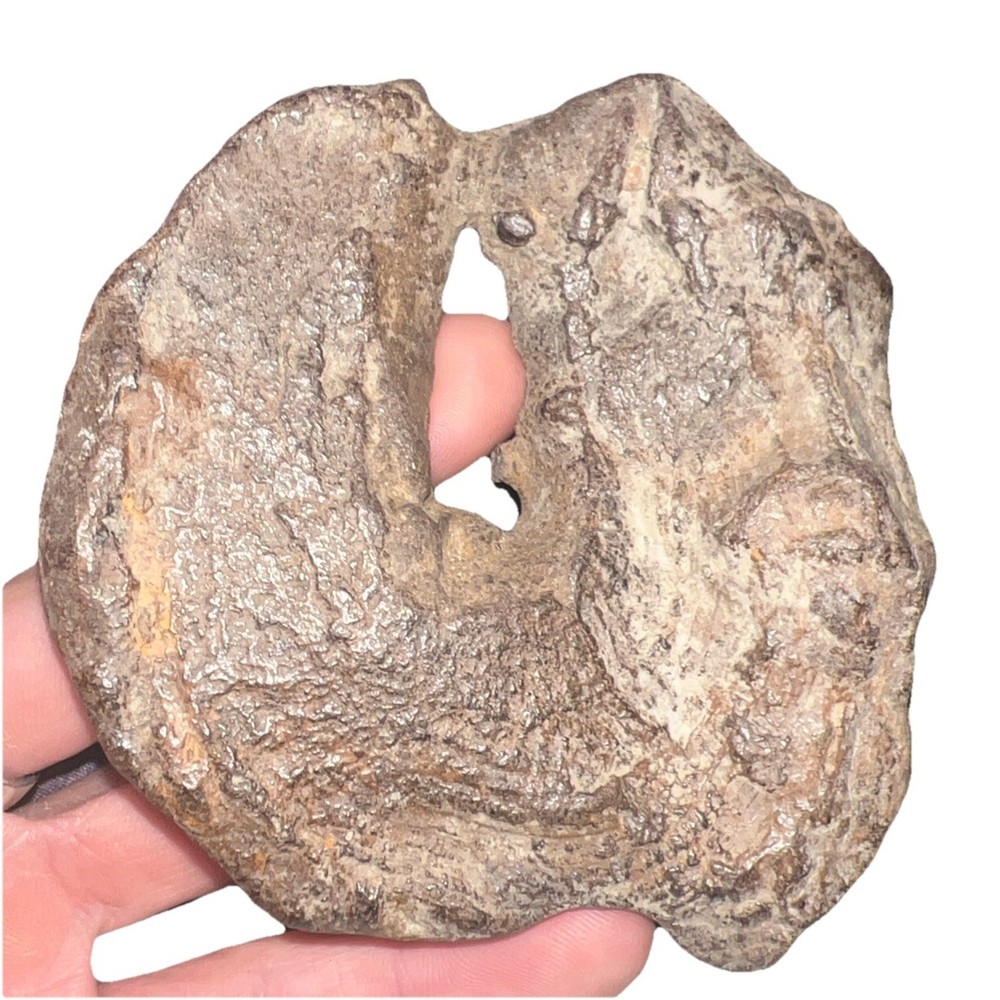 Natural hag stone 8.0 oz.