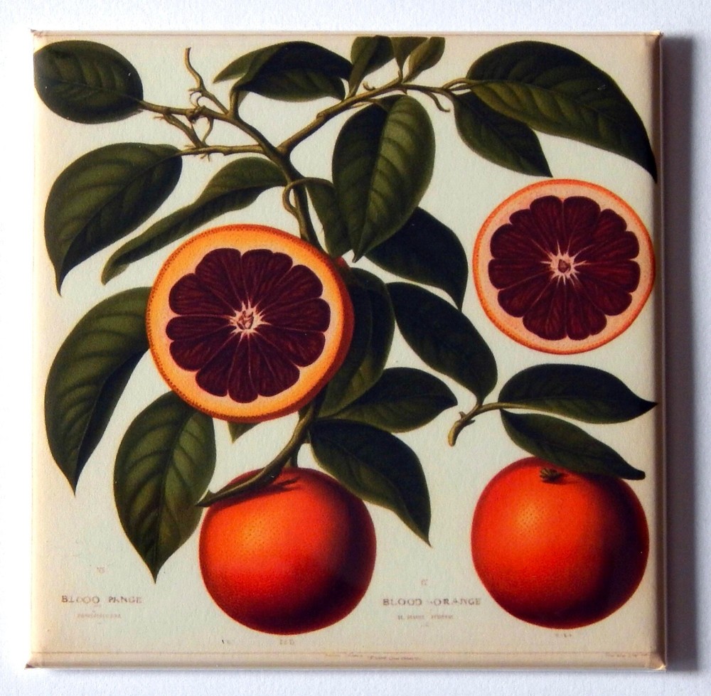 Blood Orange FRIDGE MAGNET "style C"