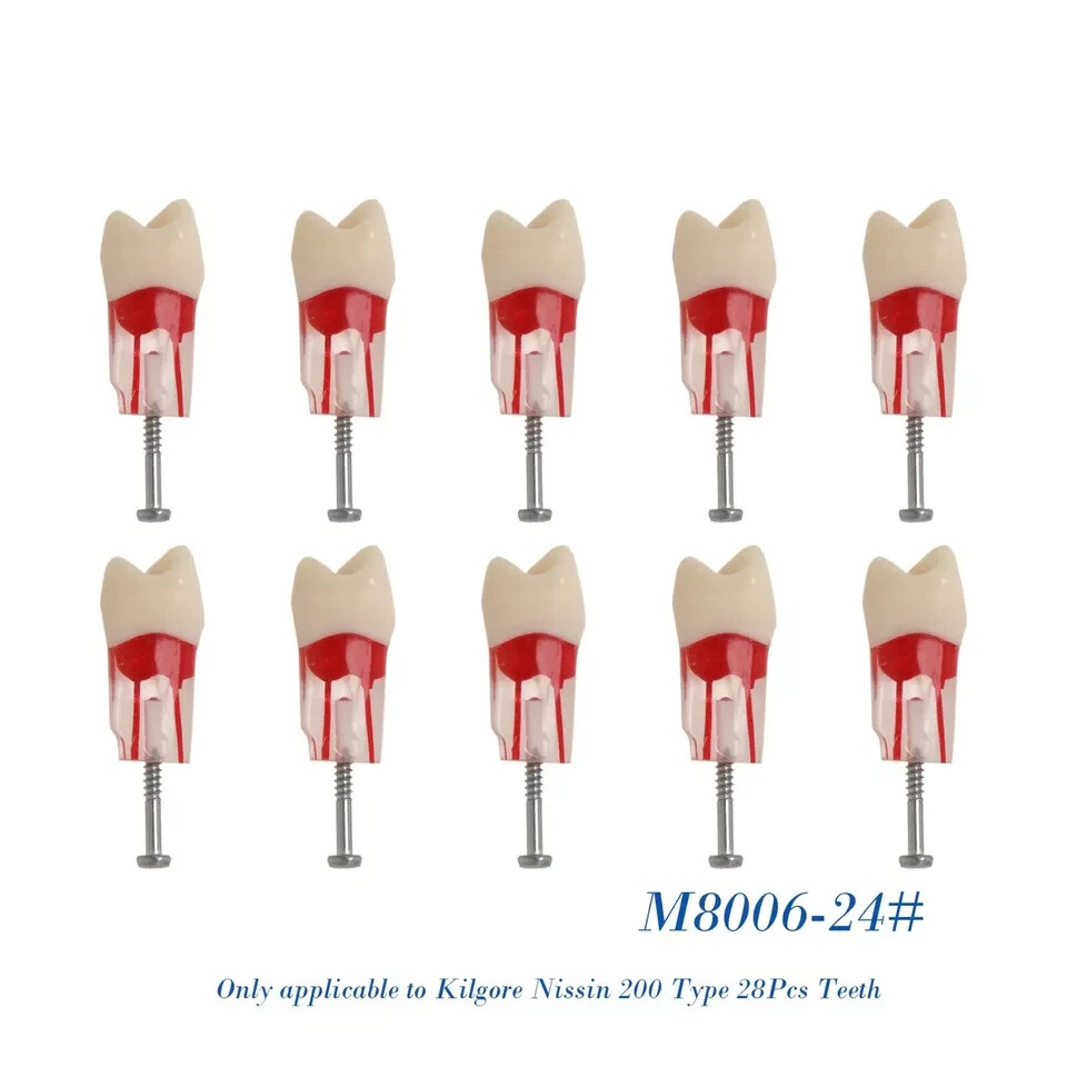 Dental RCT Endo Root Canal Practise Study Teeth Model M8006-24 Modelo de dientes