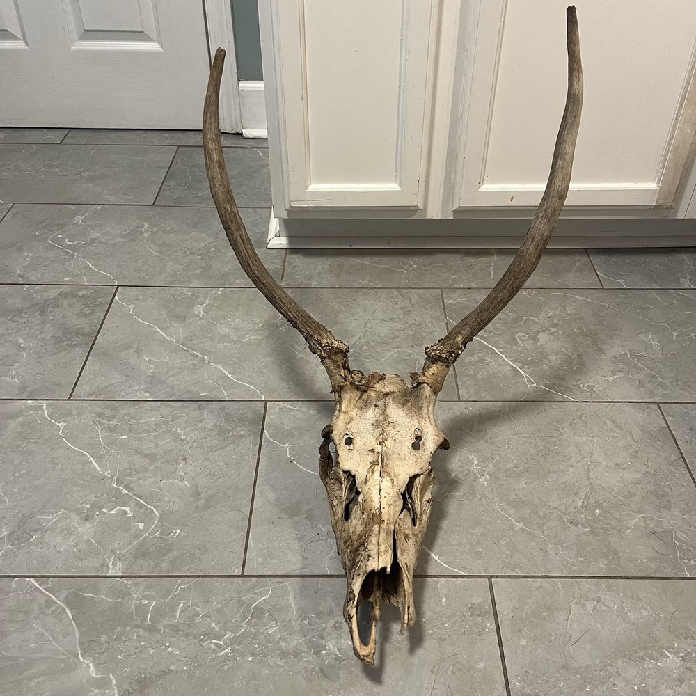 Genuine Weathered Elk Antlers/Mount- Rustic Decor