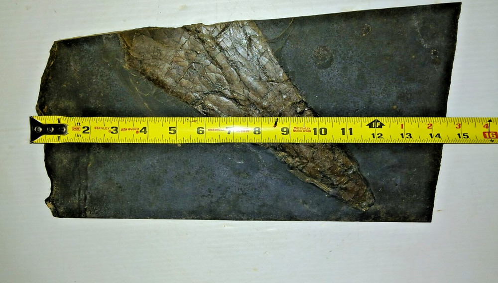 Dinosaur? Fish? Ray? Fossil