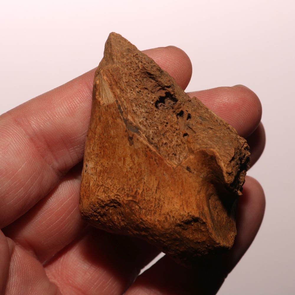Triceratops Vertebra Process - Dinosaur Fossil from Hell Creek Formation