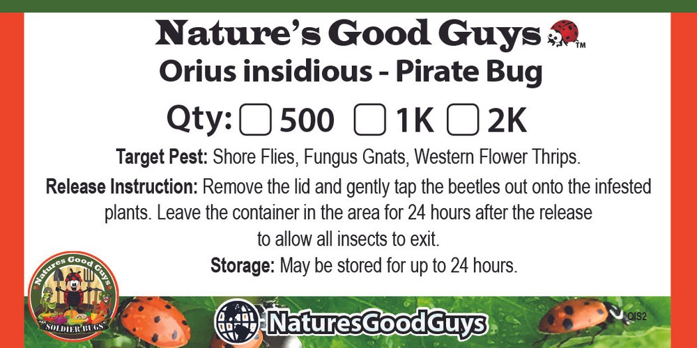 NaturesGoodGuys Orius Pirate Bugs Predatory Bug