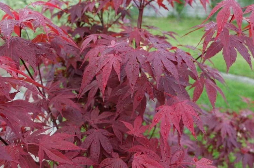 Emperor 1 Red Japanese Maple Tree ***Live***