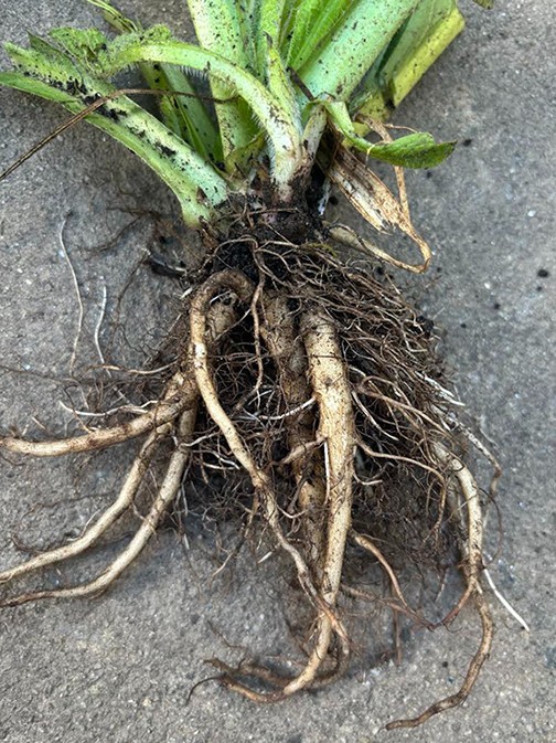 Comfrey live root ready to plant drought resistant