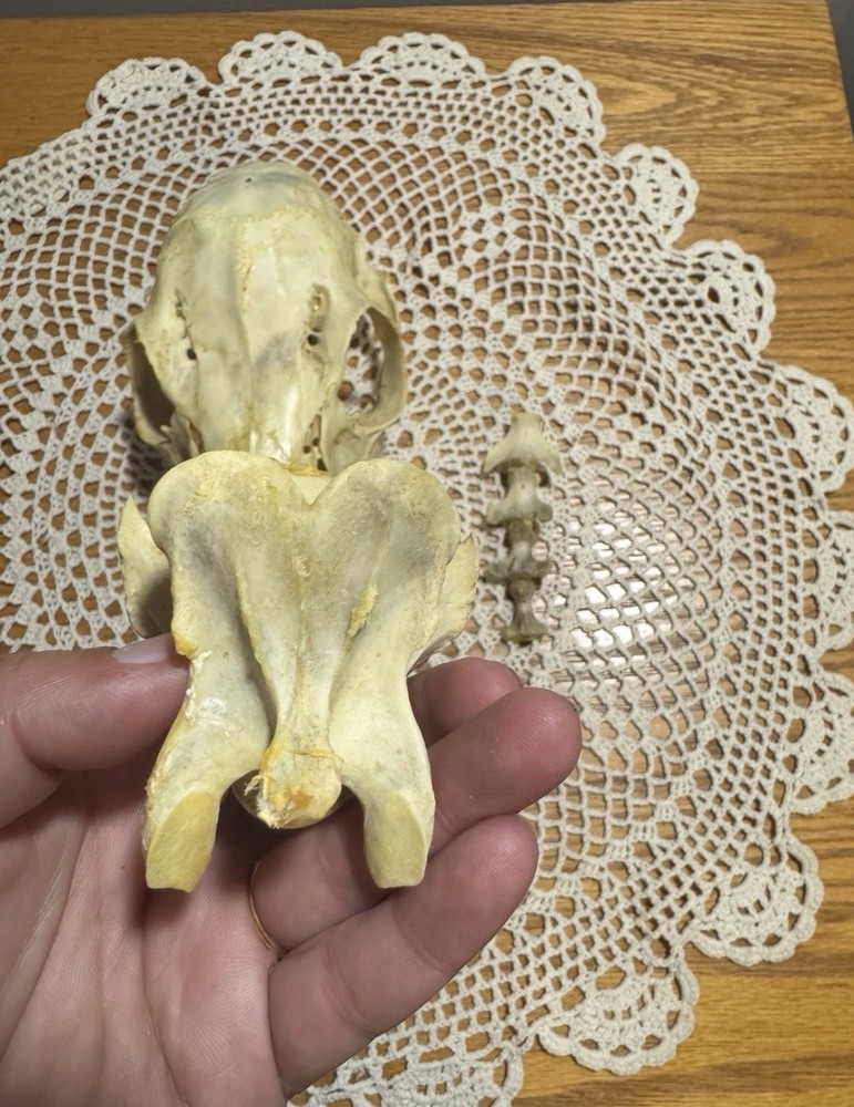 Whitetail Doe Skull And Vertebrae