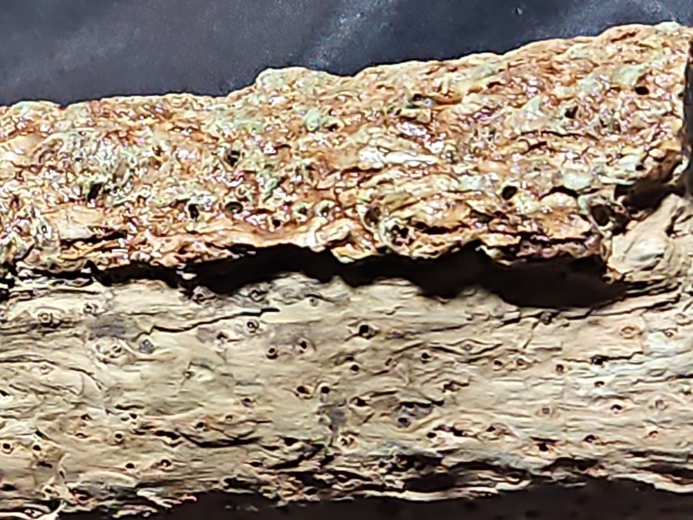 Zimbabwe Petrified Log Specimen (3 Lbs 4 Oz )