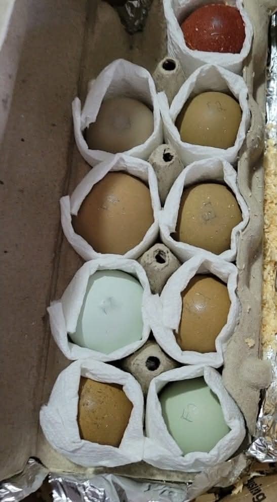 Multi Gen Olive Egger Hatching Eggs 6+