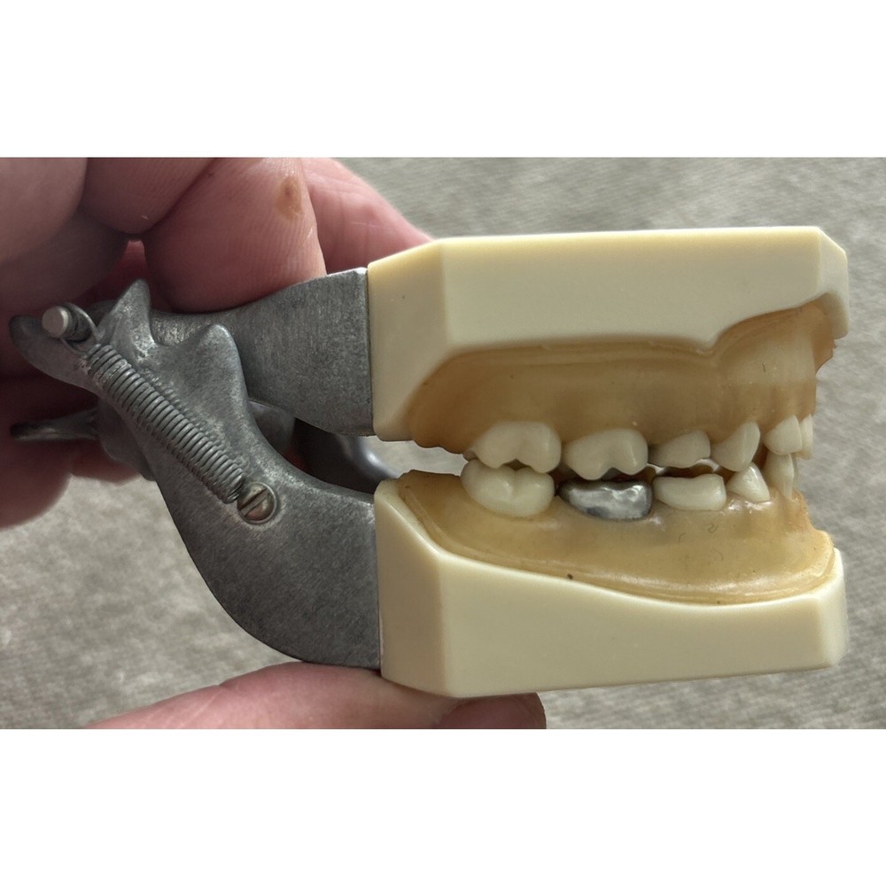 Columbia Dental Dentoform Model NR761 + 762 with Removable Teeth & Soft Gingiva
