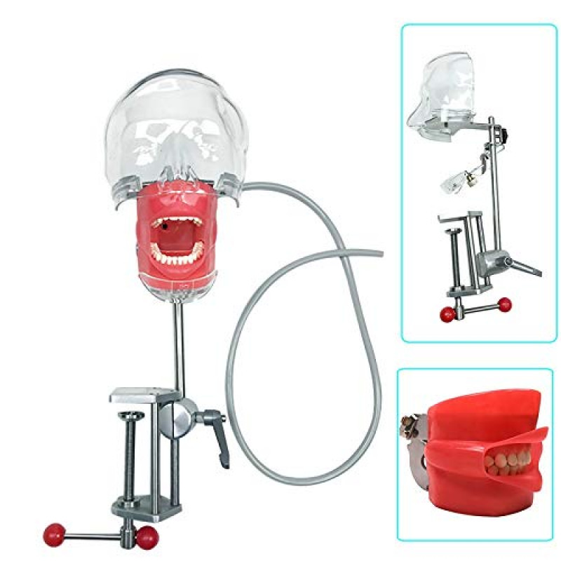 US Dental Simulator Mannequin Head Teeth Model Teaching Practicing Head Mold/