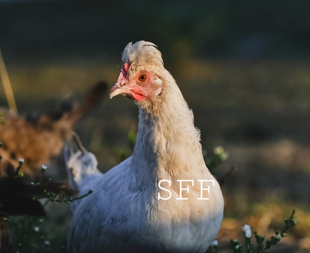 12pk Opal/Cream Legbar Hatching Eggs