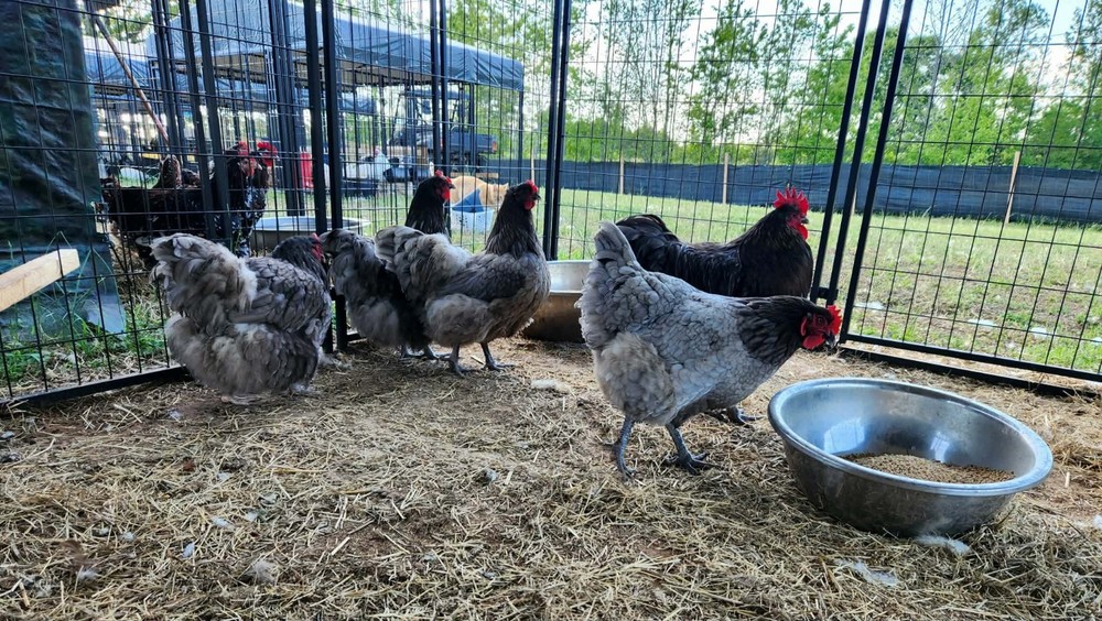 Blue Orpington Hatching Eggs Full Dozen NPIP Certified