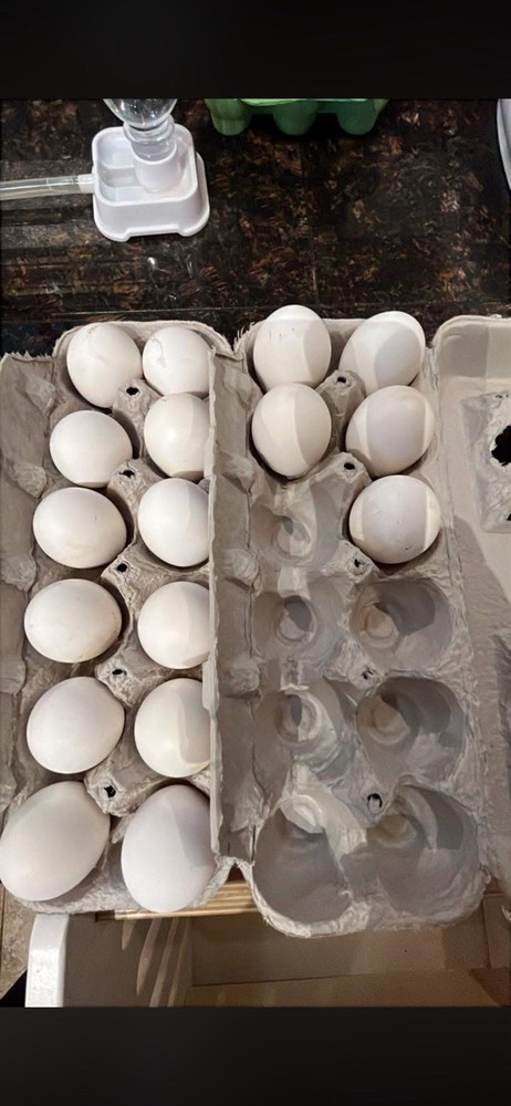 12+ Silver and Buff Laced Polish Hatching Eggs