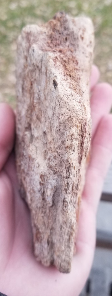 Agatized Dinosaur Gem Bone Rainbow Multicolor Roughcut 584g Specimen Cab Lap