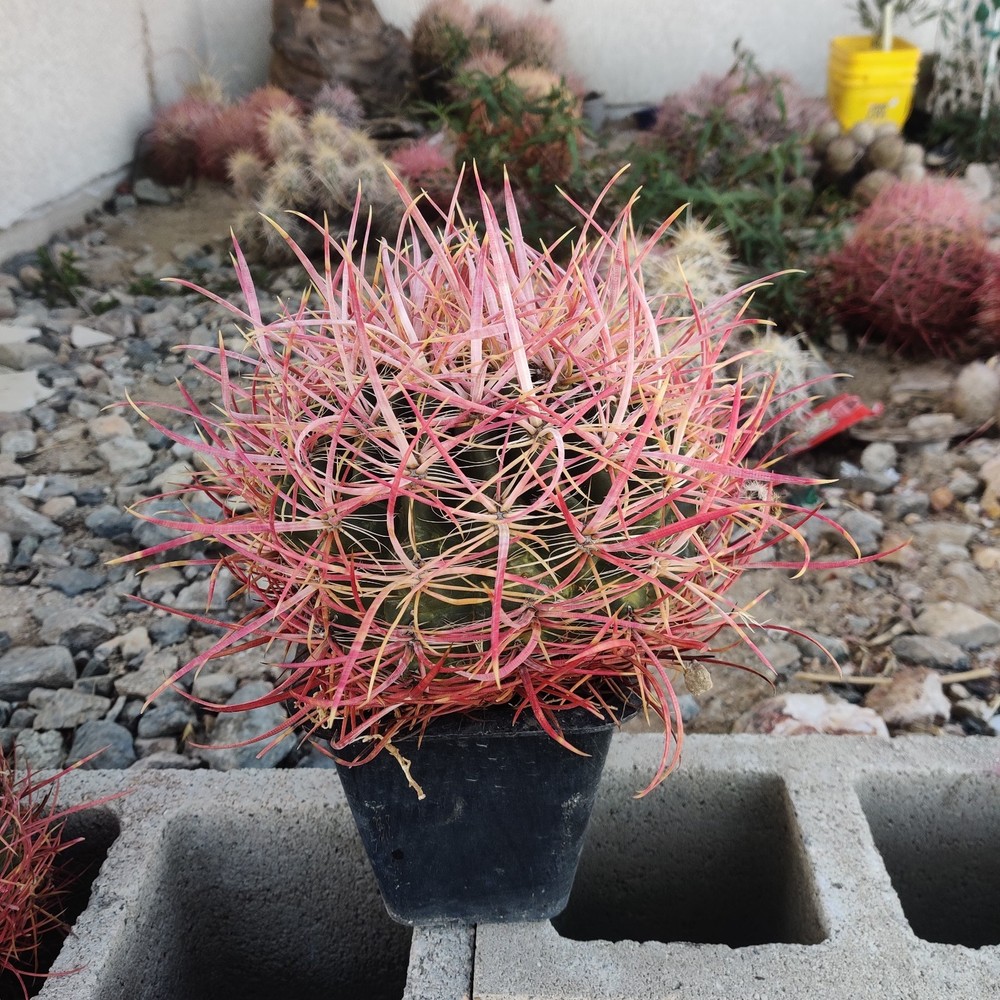 Cactus,  Red barrel  Long Spine , Medium