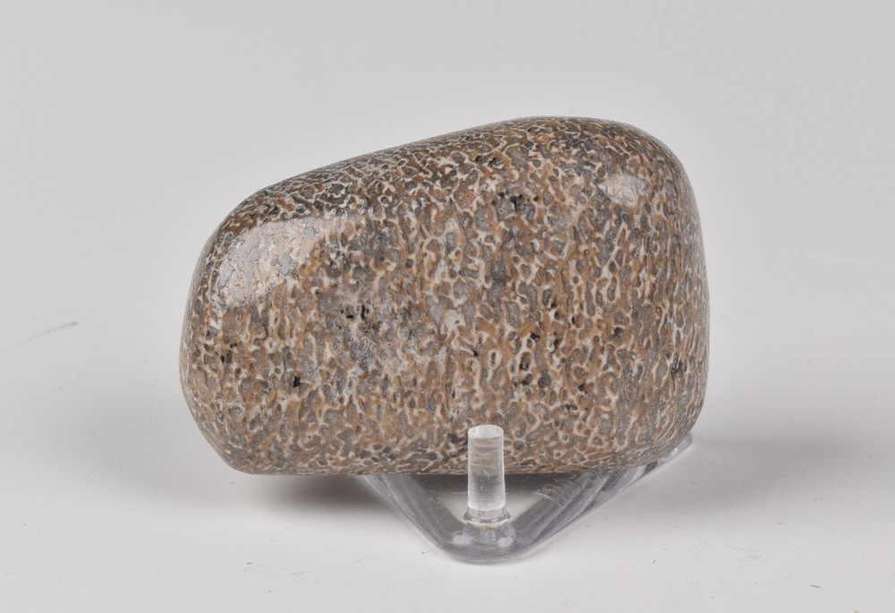 Polished Dinosaur Bone from Morocco  5.0 cm # 21584