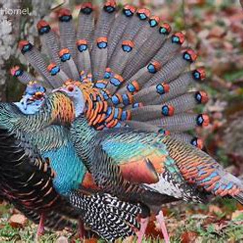 Ocellated Turkey lower back  feathers