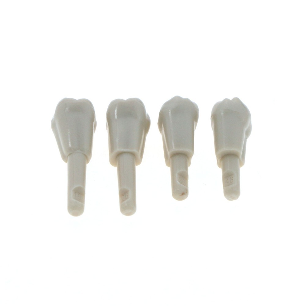 Dental Tooth Model fit for KaVo Basic Model Teeth Retention Mechanism 32 Pcs