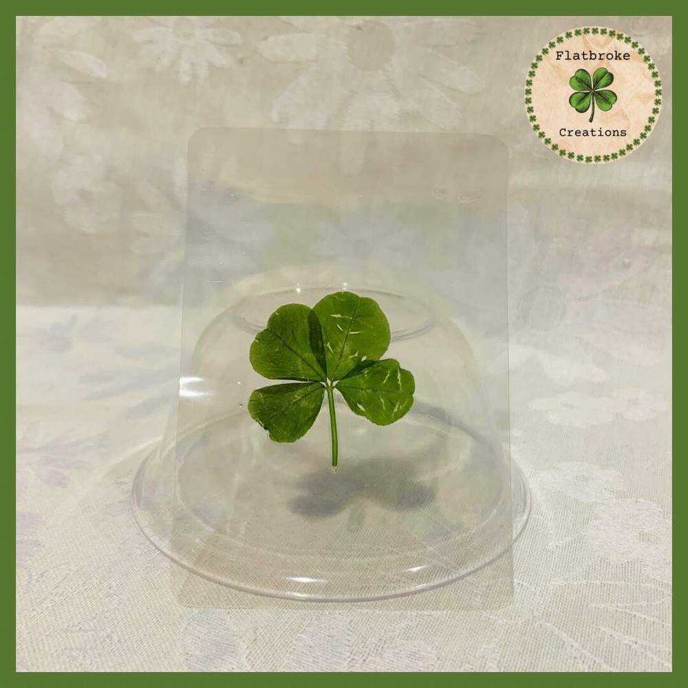 🍀Real Laminated Four Leaf Clover🍀 Shamrock