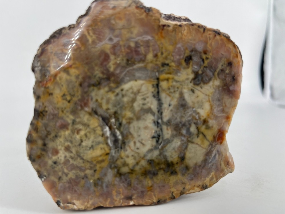 Polished Dinosaur Coprolite (Poop) 1.5 Pounds